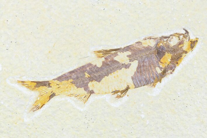 Fossil Fish (Knightia) - Wyoming #176410